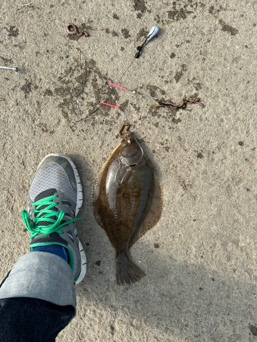 カレイの釣果