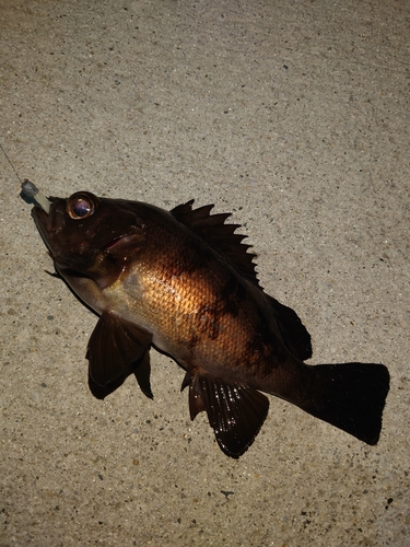 メバルの釣果