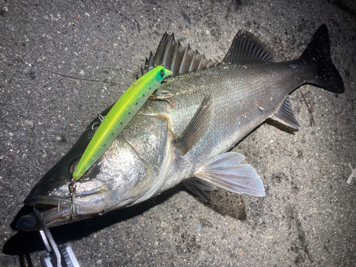 シーバスの釣果