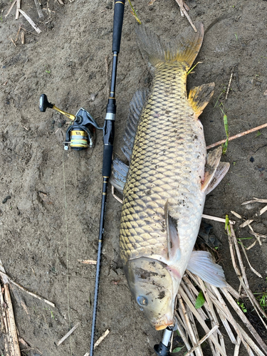 コイの釣果