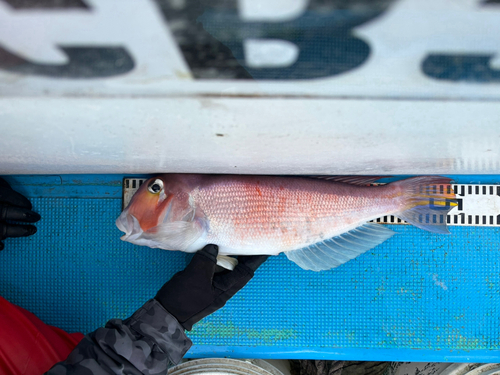 アカアマダイの釣果