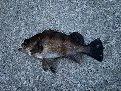 クロメバルの釣果