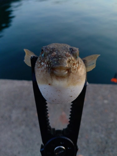 フグの釣果