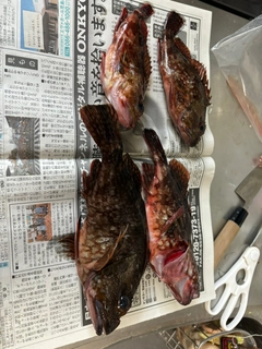 カサゴの釣果