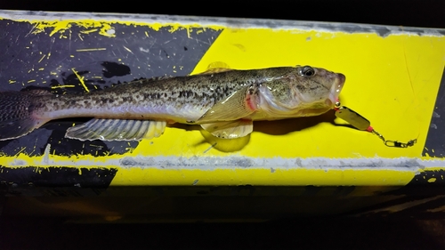 マハゼの釣果