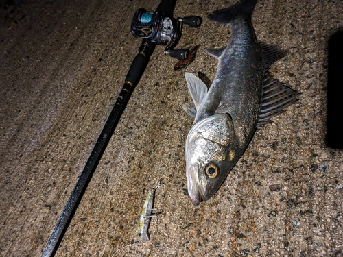 セイゴ（マルスズキ）の釣果