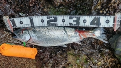 サクラマスの釣果