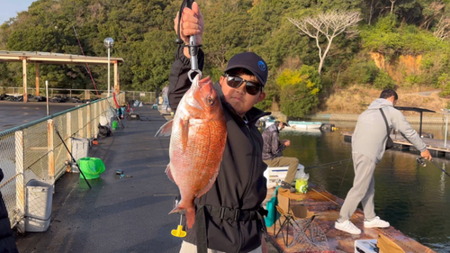 マダイの釣果