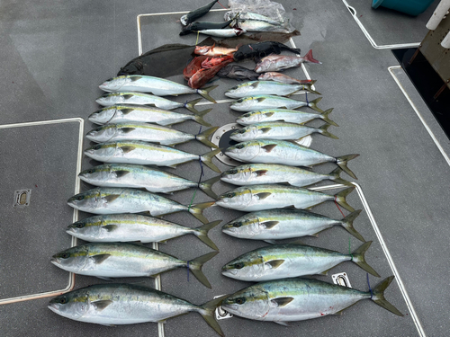 イナダの釣果