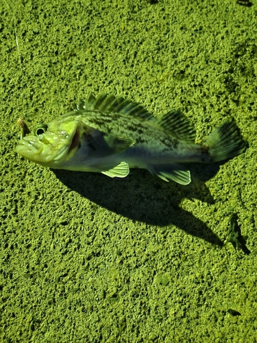 ソイの釣果