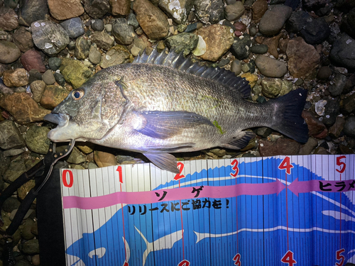 キビレの釣果