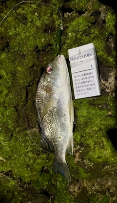 ホシミゾイサキの釣果