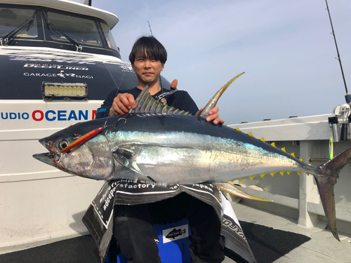 キハダマグロの釣果