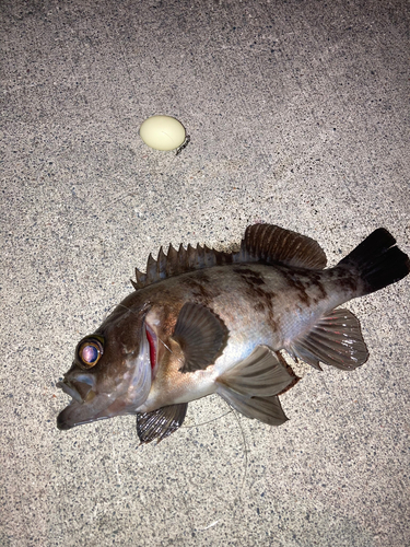 メバルの釣果