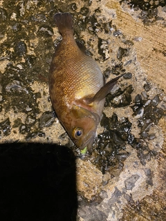 エゾメバルの釣果