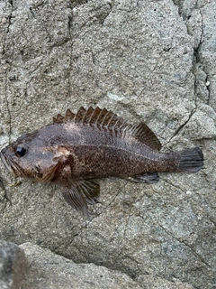 ムラソイの釣果