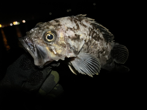 クロソイの釣果