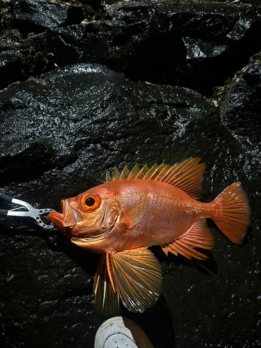 チカメキントキの釣果