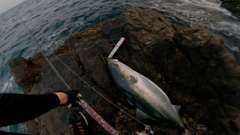 ブリの釣果