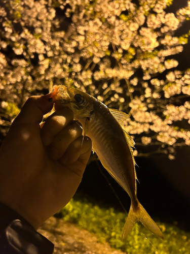 マアジの釣果