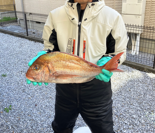 マダイの釣果