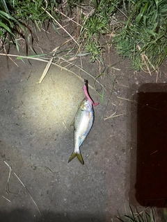 コノシロの釣果