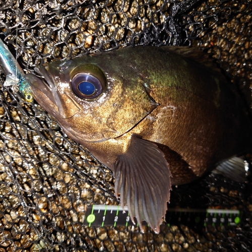 メバルの釣果