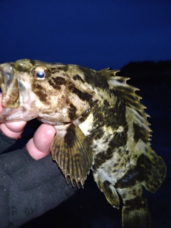 タケノコメバルの釣果