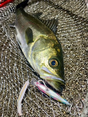 フッコ（マルスズキ）の釣果