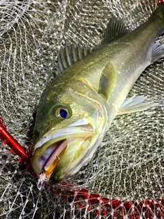 フッコ（マルスズキ）の釣果