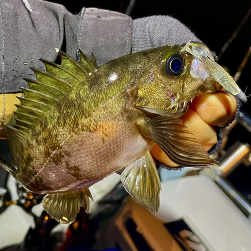 クロメバルの釣果