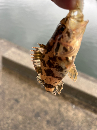 タケノコメバルの釣果