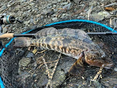 アイナメの釣果