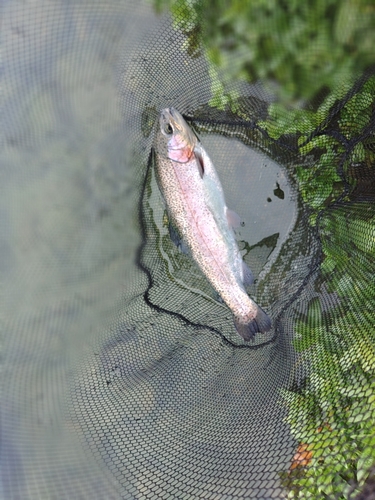 ニジマスの釣果