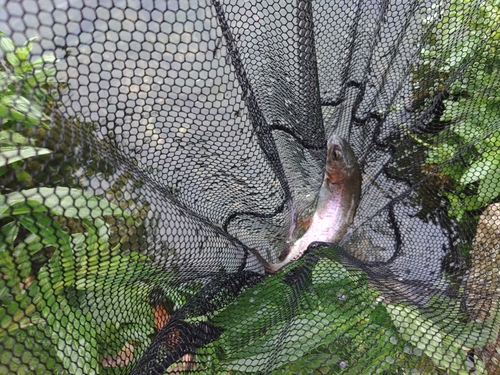 ホウライマスの釣果