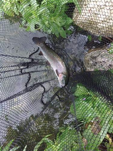 ニジマスの釣果