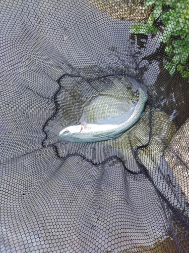 ニジマスの釣果