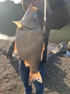 ヘラブナの釣果