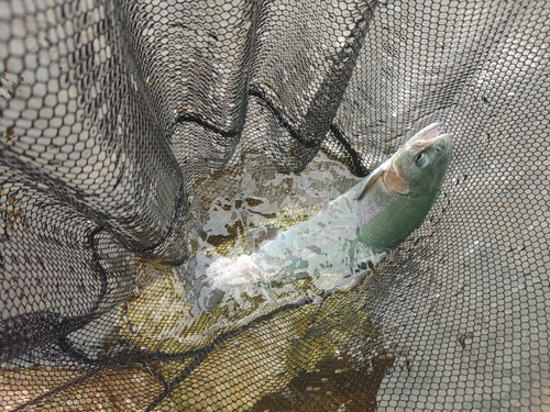 ホウライマスの釣果