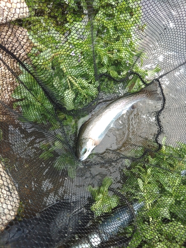 ニジマスの釣果