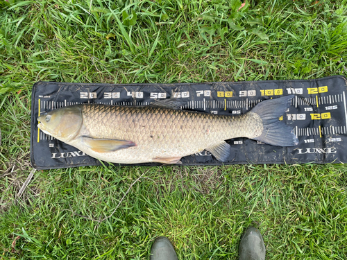 ソウギョの釣果