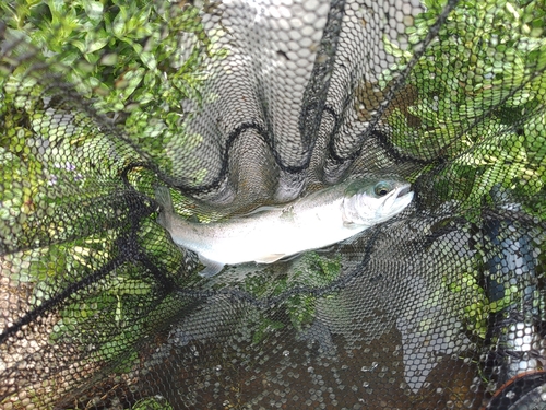 ホウライマスの釣果