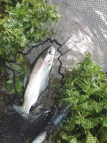 ニジマスの釣果