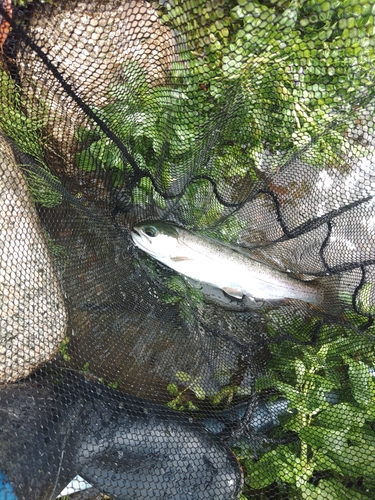 ホウライマスの釣果