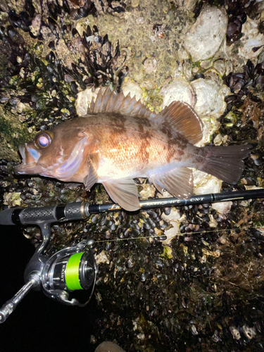 シロメバルの釣果