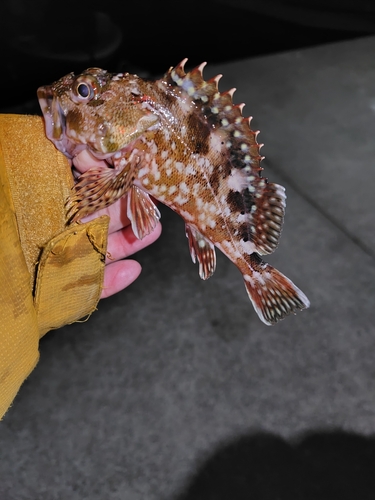 カサゴの釣果