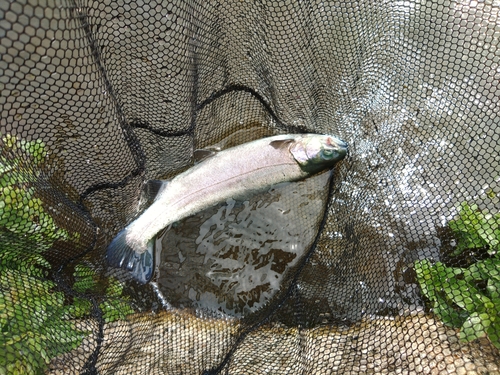 ホウライマスの釣果