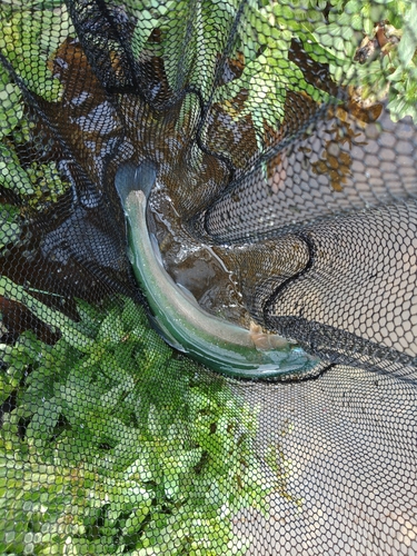 ホウライマスの釣果