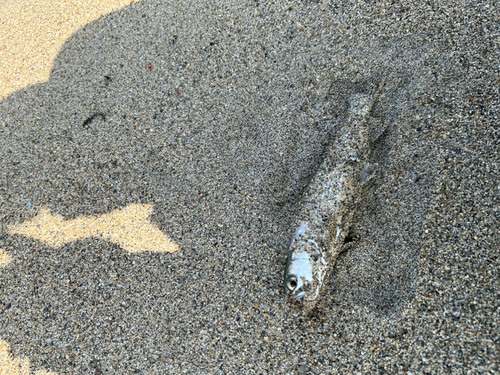 ウミアメの釣果