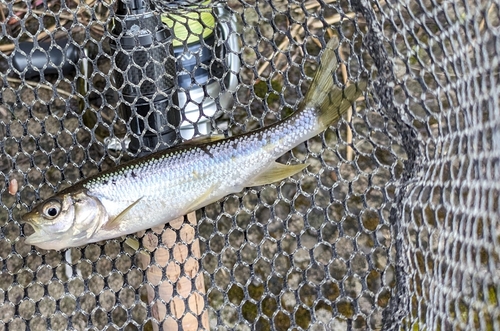 カワムツの釣果